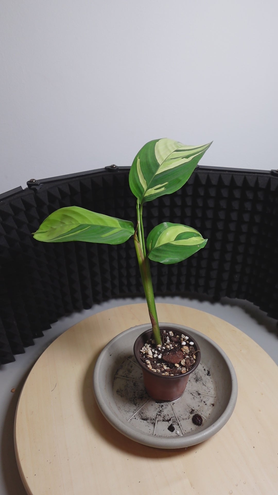 Calathea pilosa
