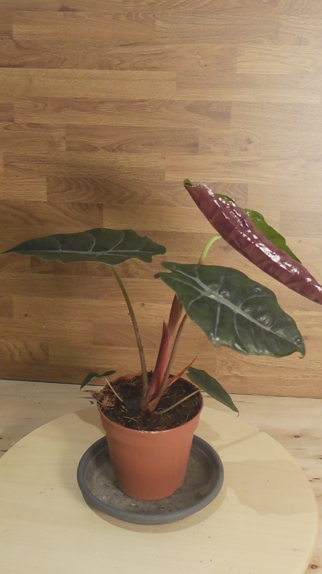 Alocasia chantrieri