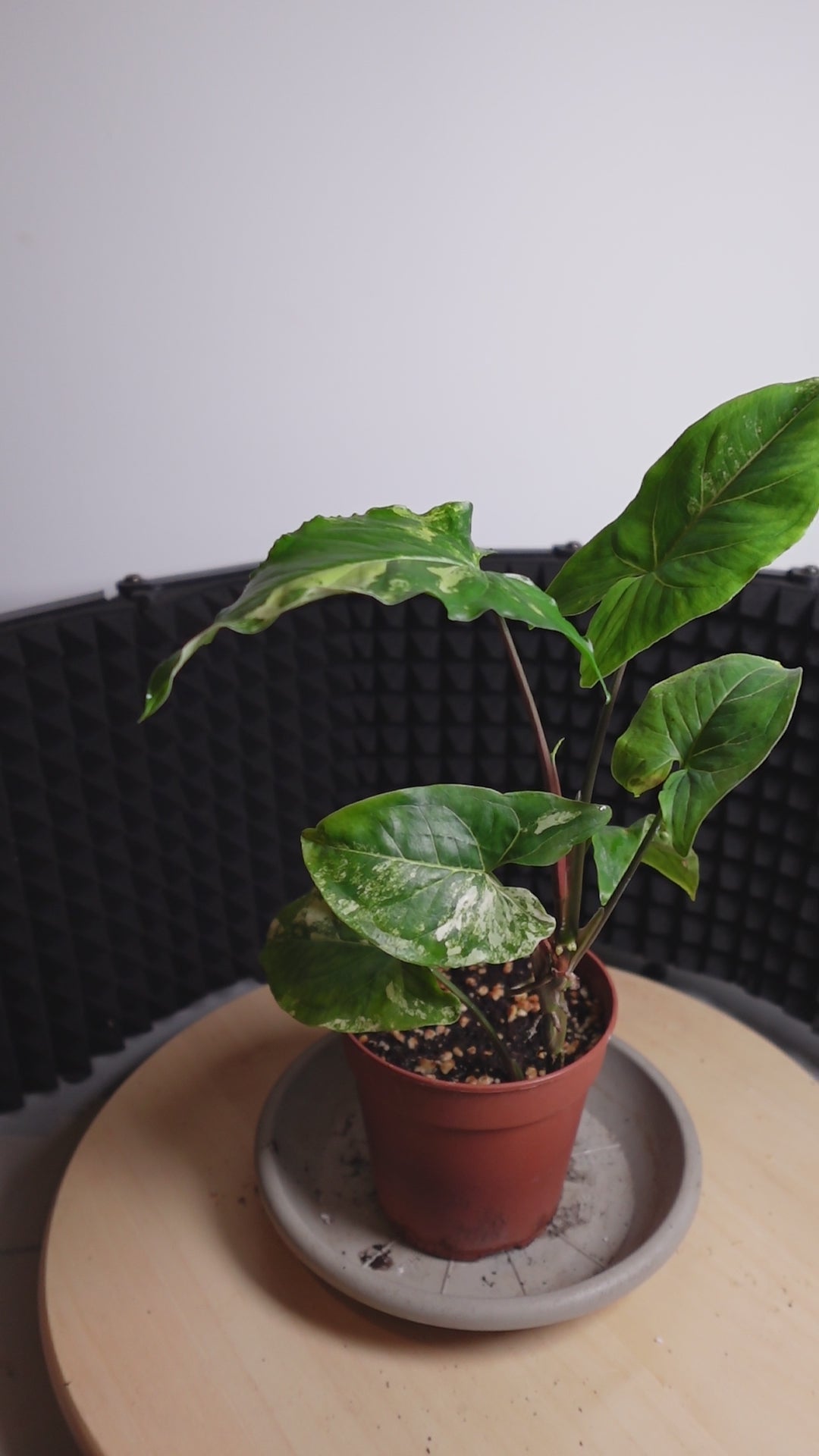 Syngonium variegata aurea