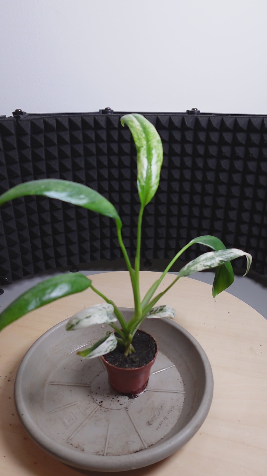 Rhaphidophora puberula 'Variegata'