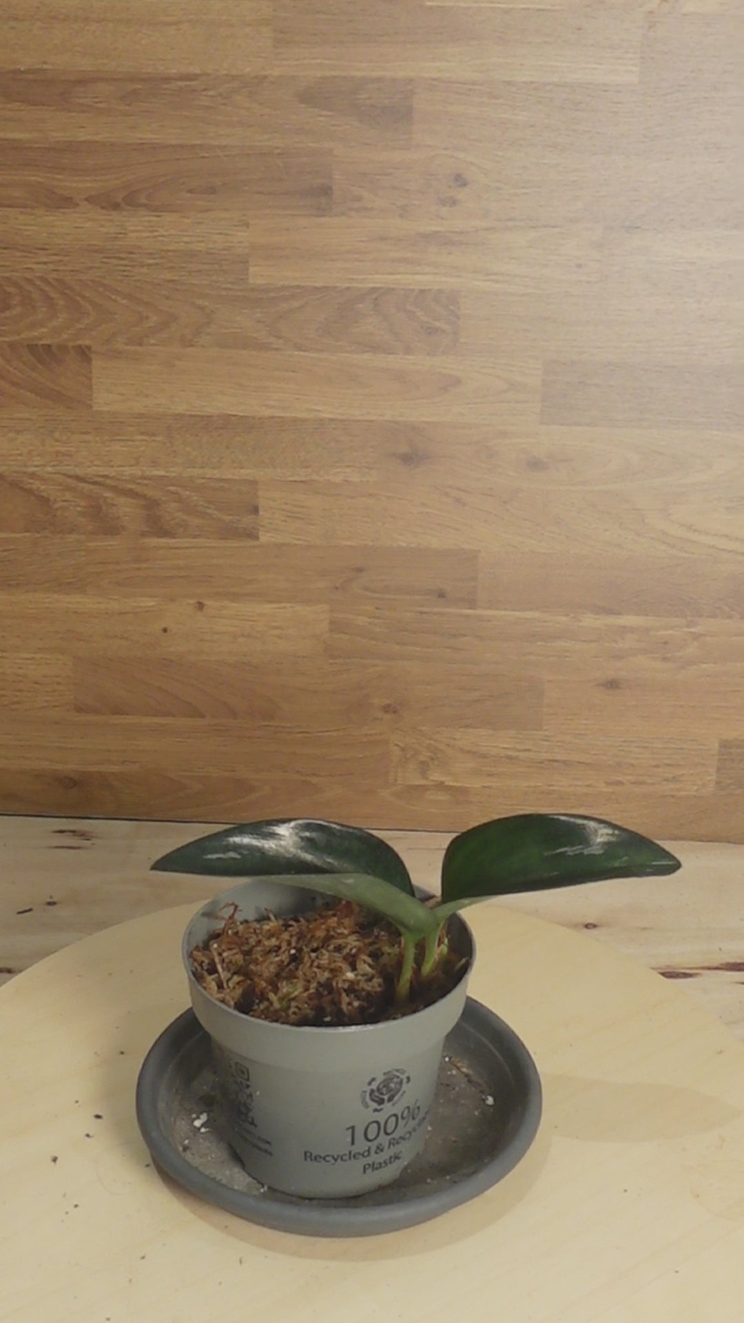 Scaphochlamys scintillans dark