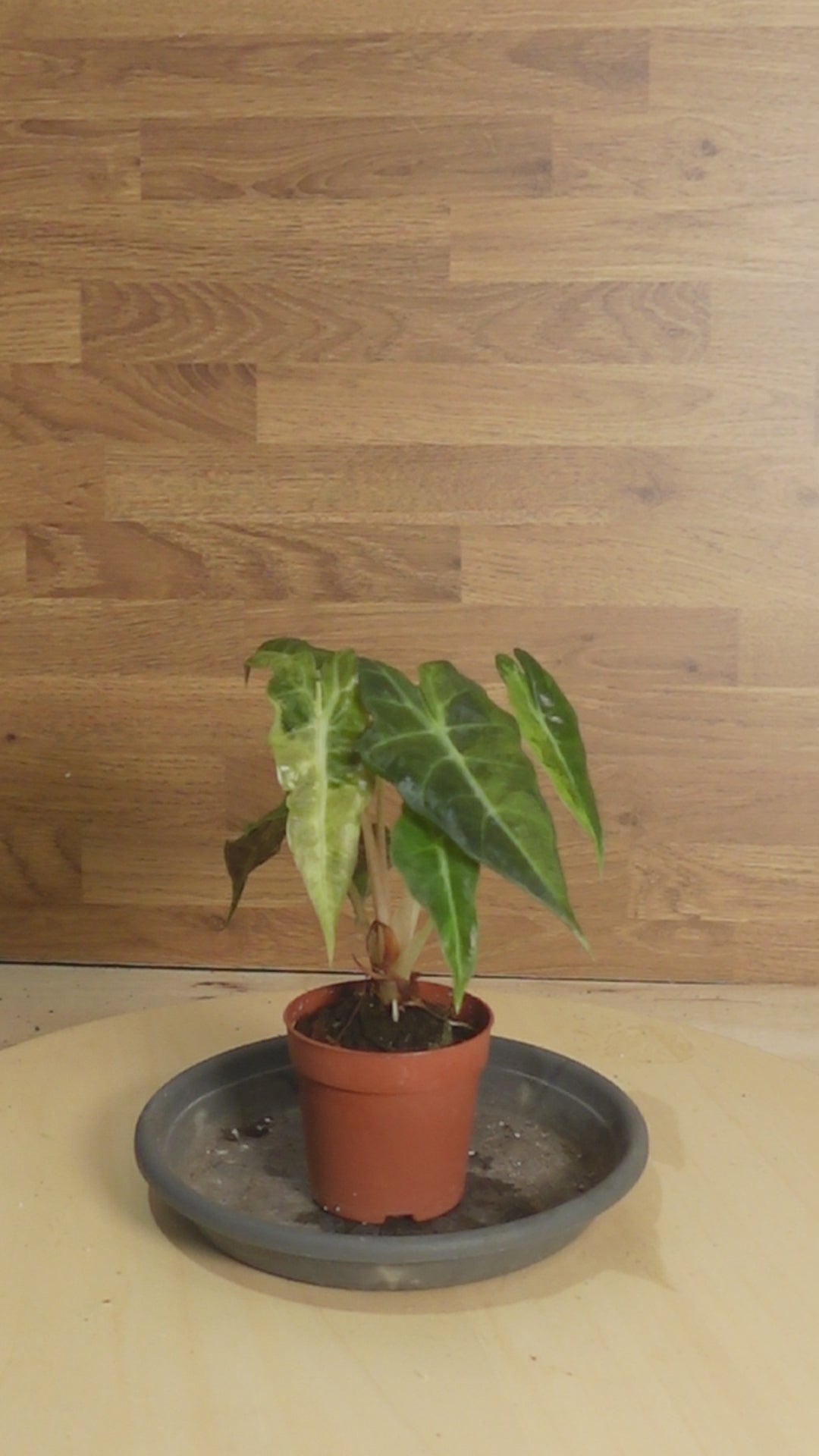 Alocasia BAMBINO VARIEGATA YELLOW