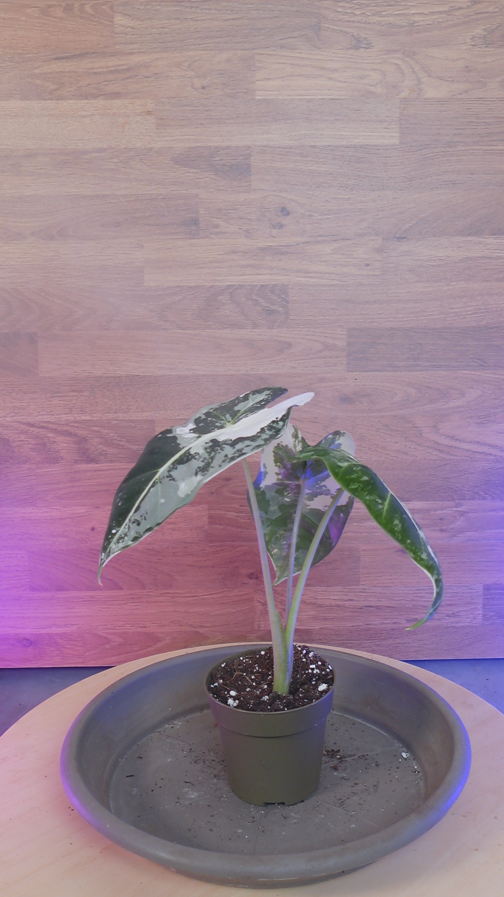 Alocasia frydek variegata