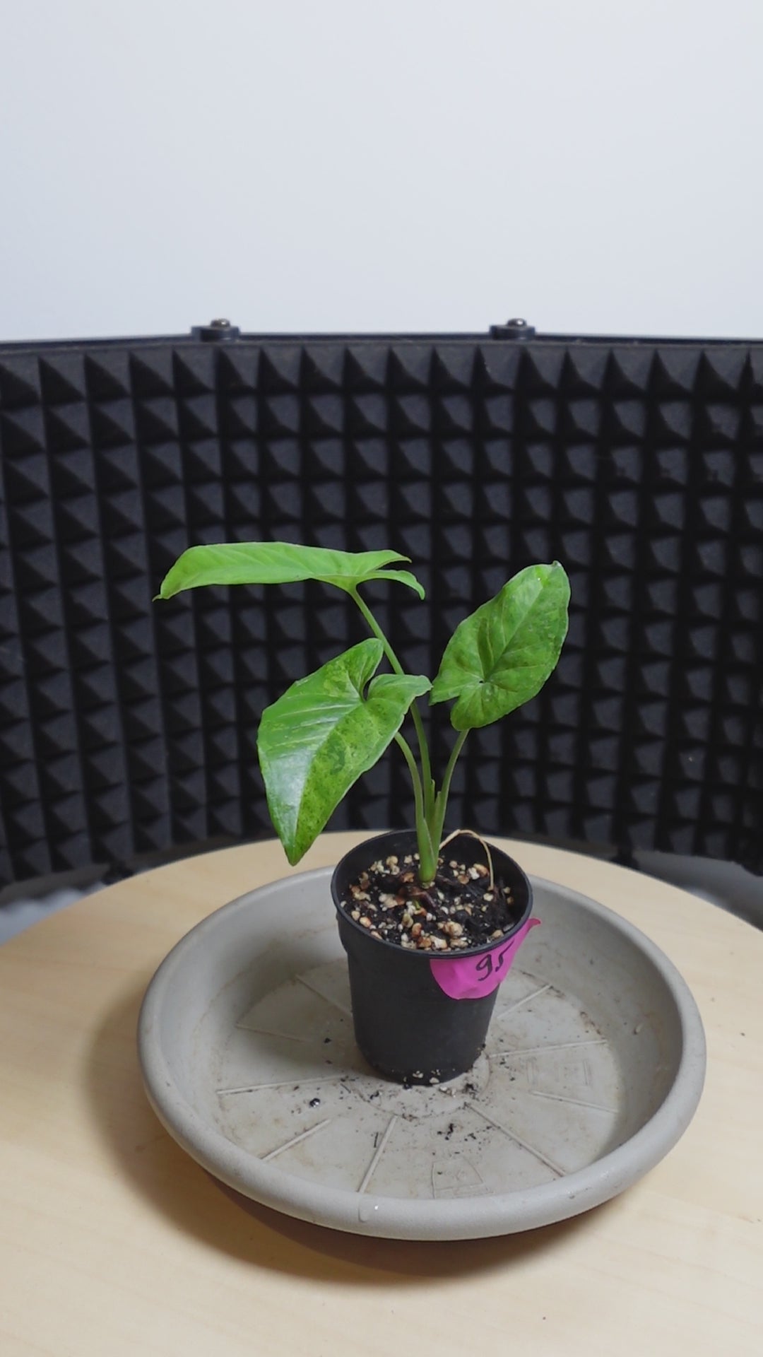 Syngonium moltted variegata