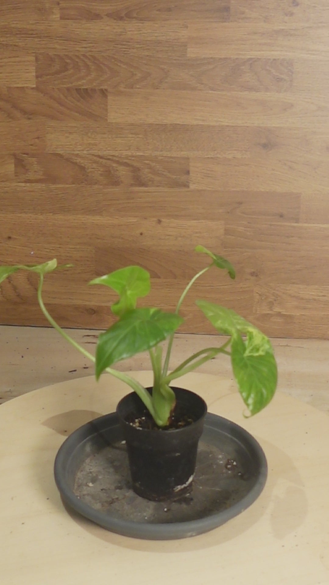 Alocasia gageana aurea