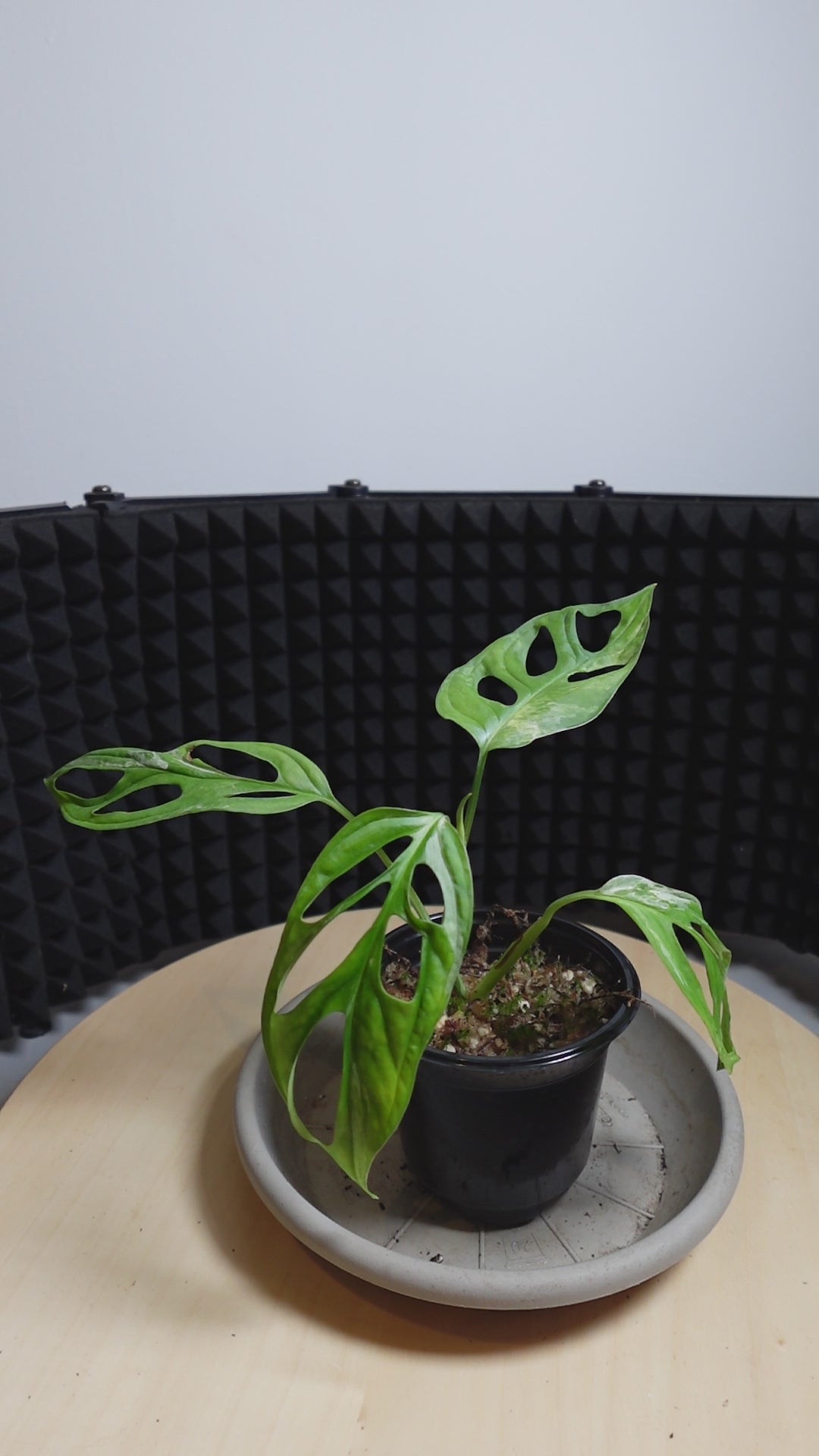 Monstera indonesian marble