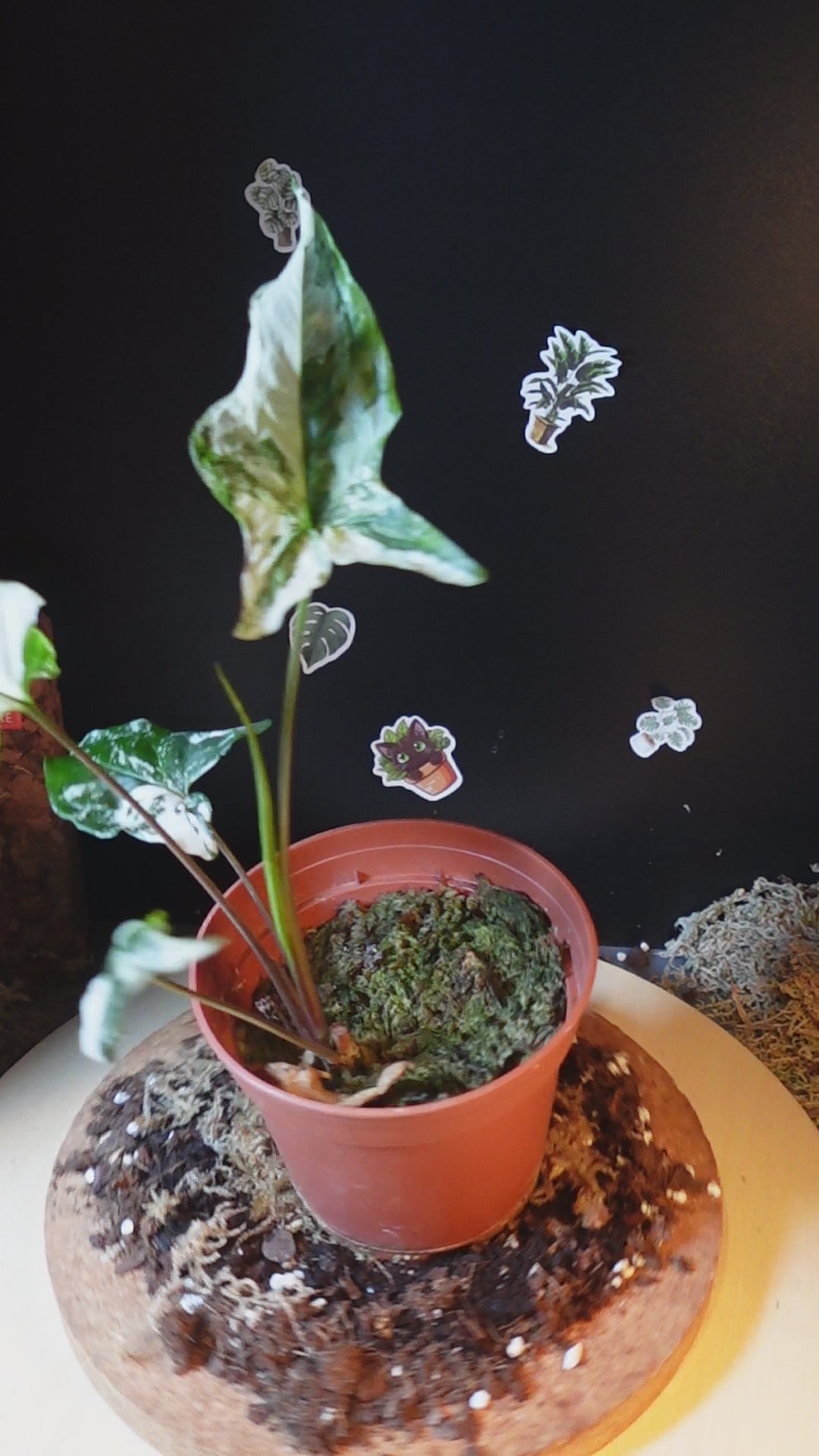 Syngonium variegata