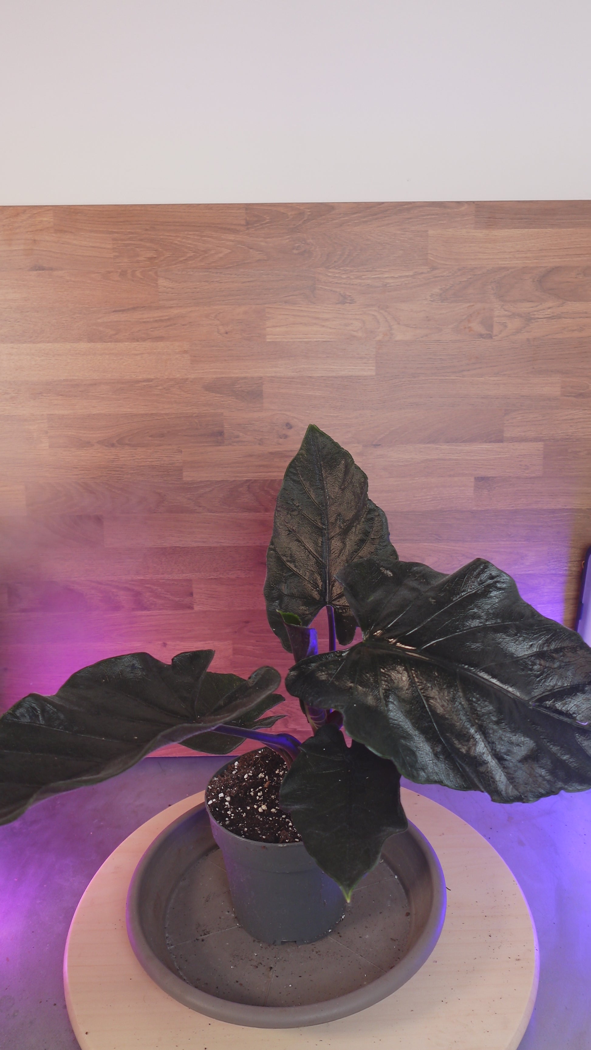 Alocasia 'Antoro Velvet'