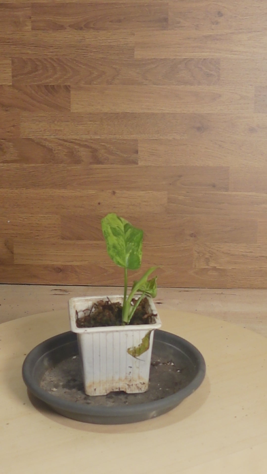 Philodendron mayoï X florida beauty