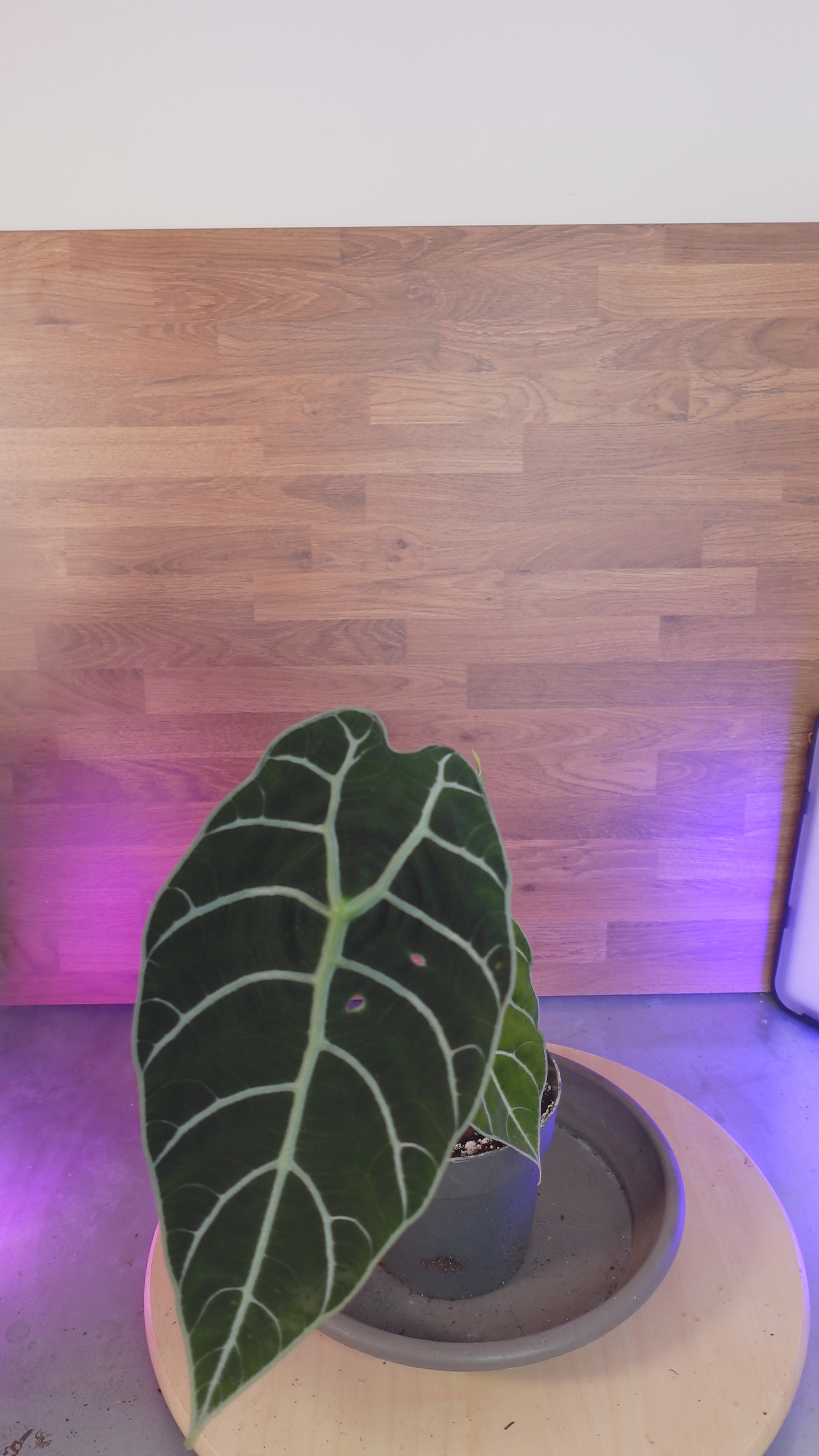 Alocasia  Pride of Curup