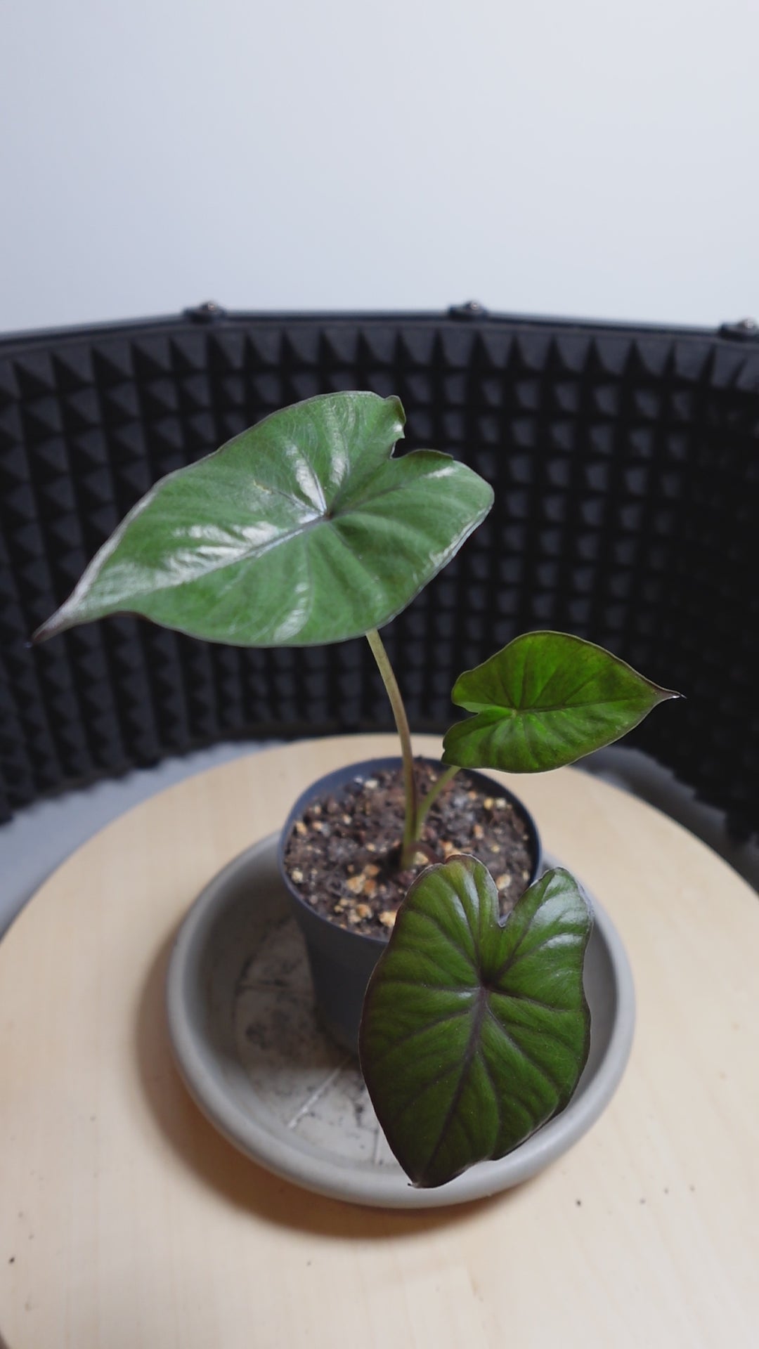Alocasia 'Serendipity Black'