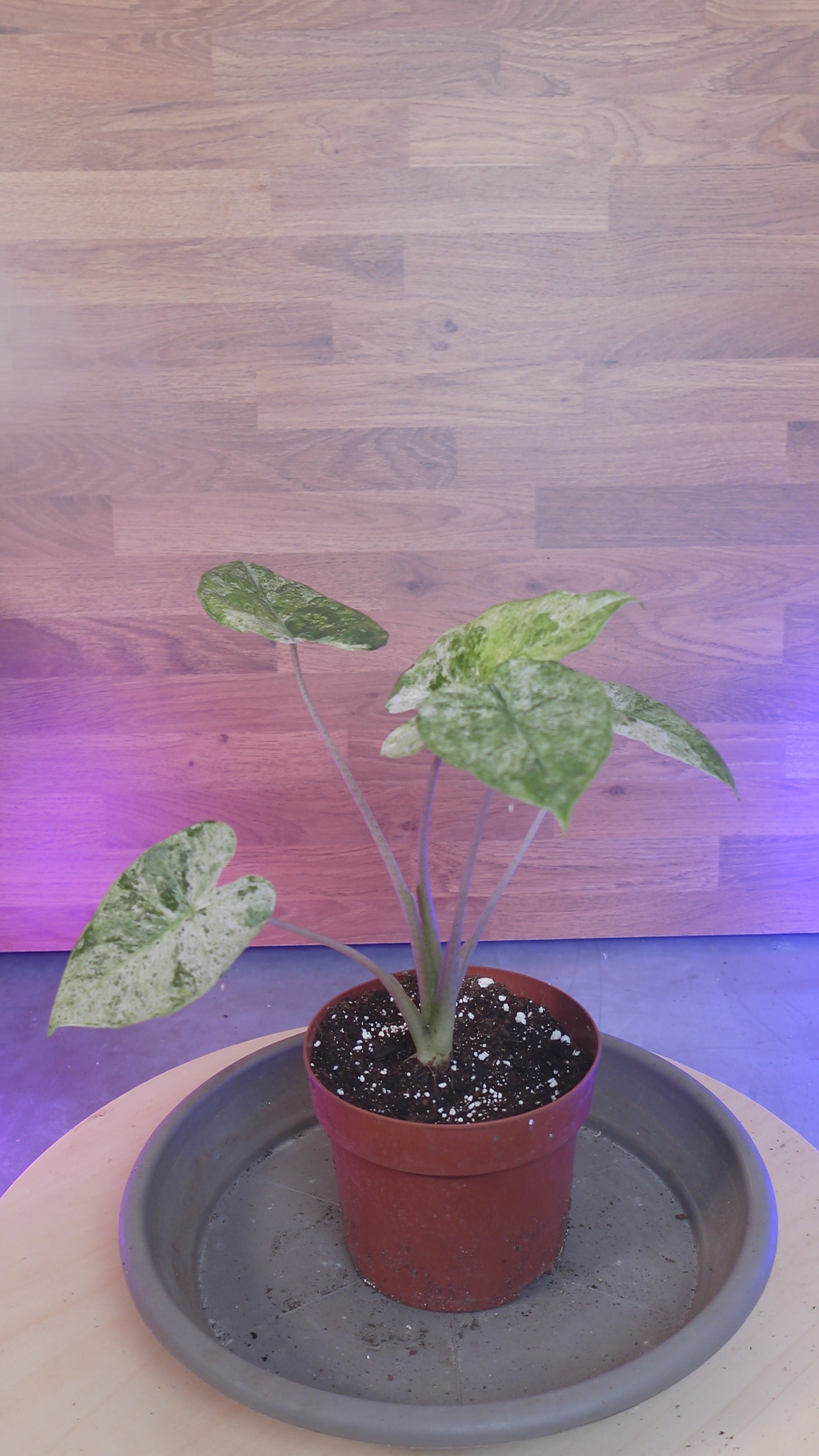 Alocasia macrorrhizos 'Splash'