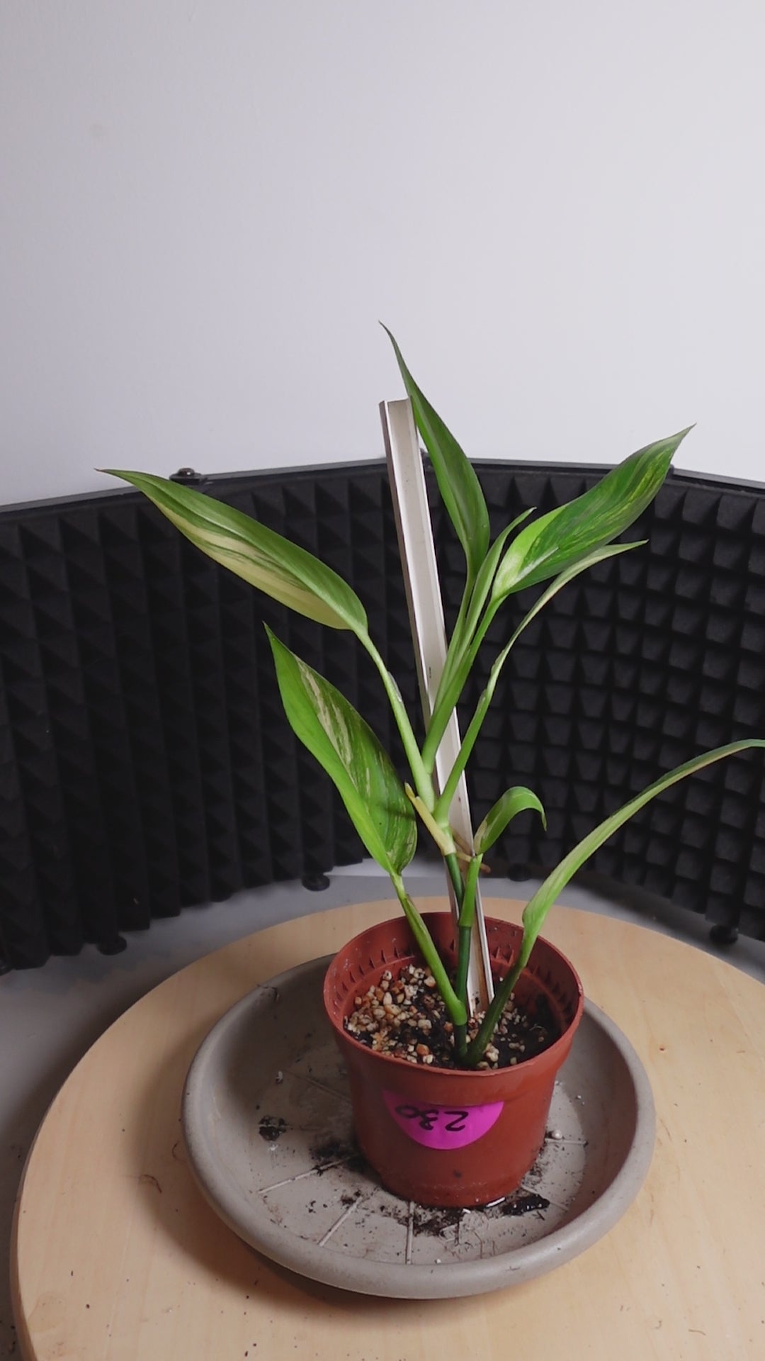 Epipremnum amplissimum 'Variegata'