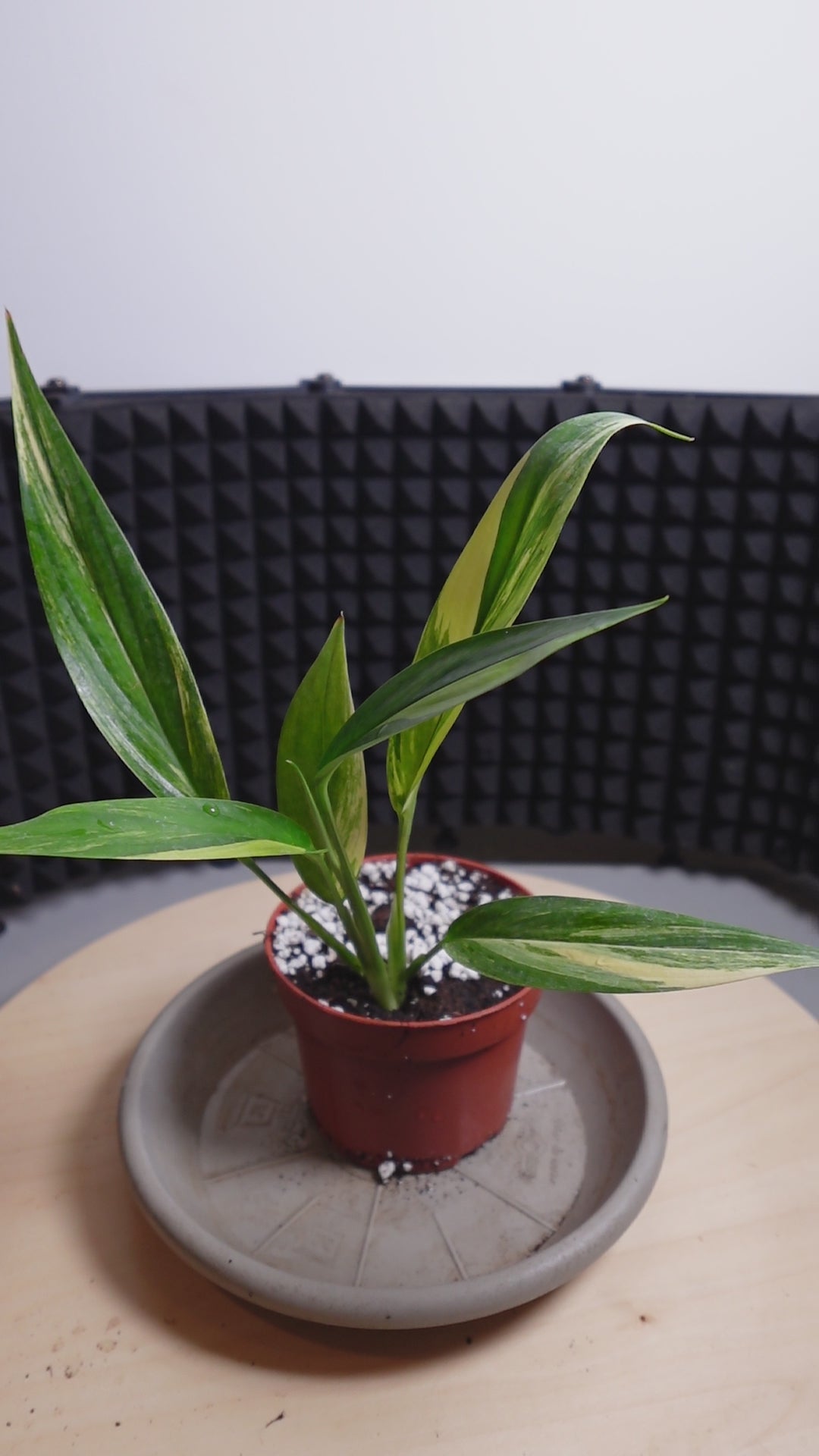 Epipremnum amplissimum 'Variegata'
