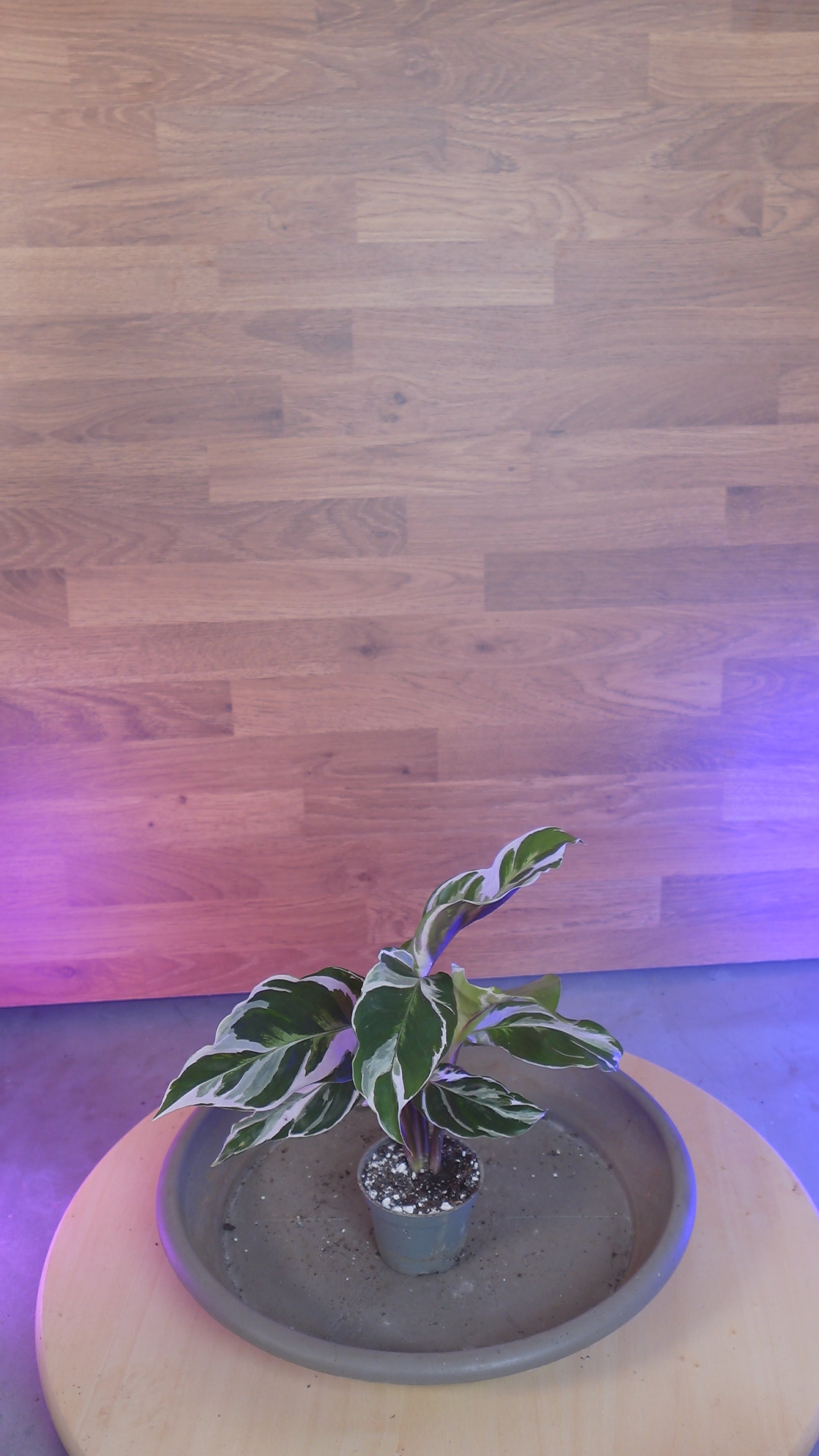 Calathea 'White Miracle'