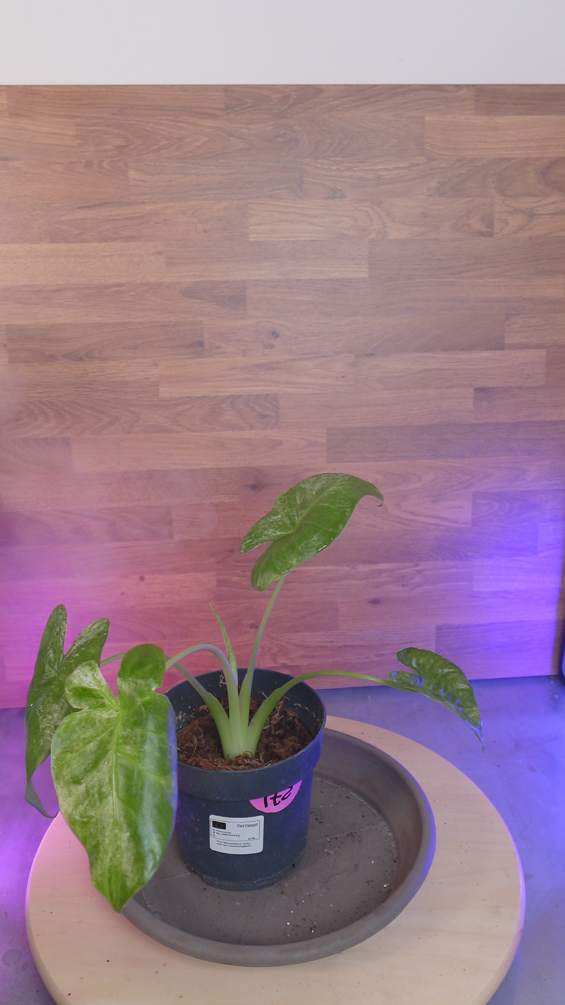 Alocasia macrorrhizos 'Splash'