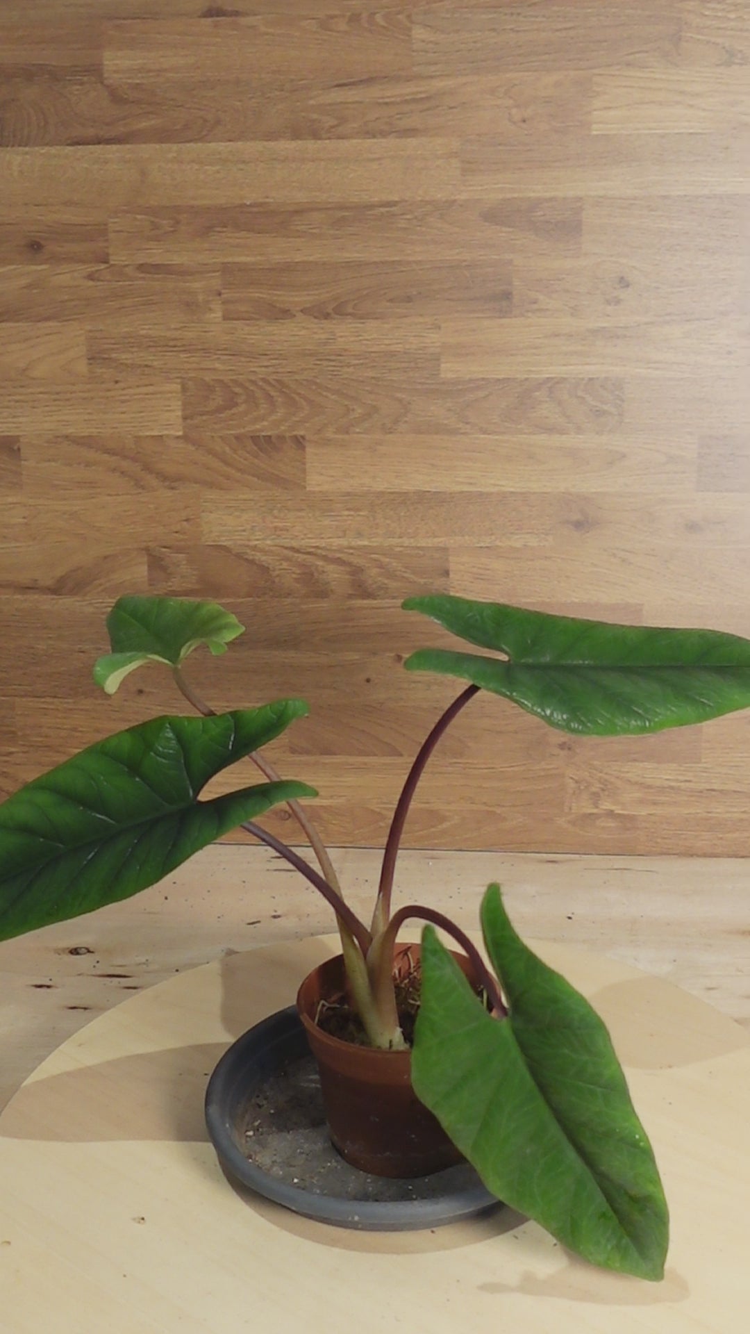 Alocasia scalprum