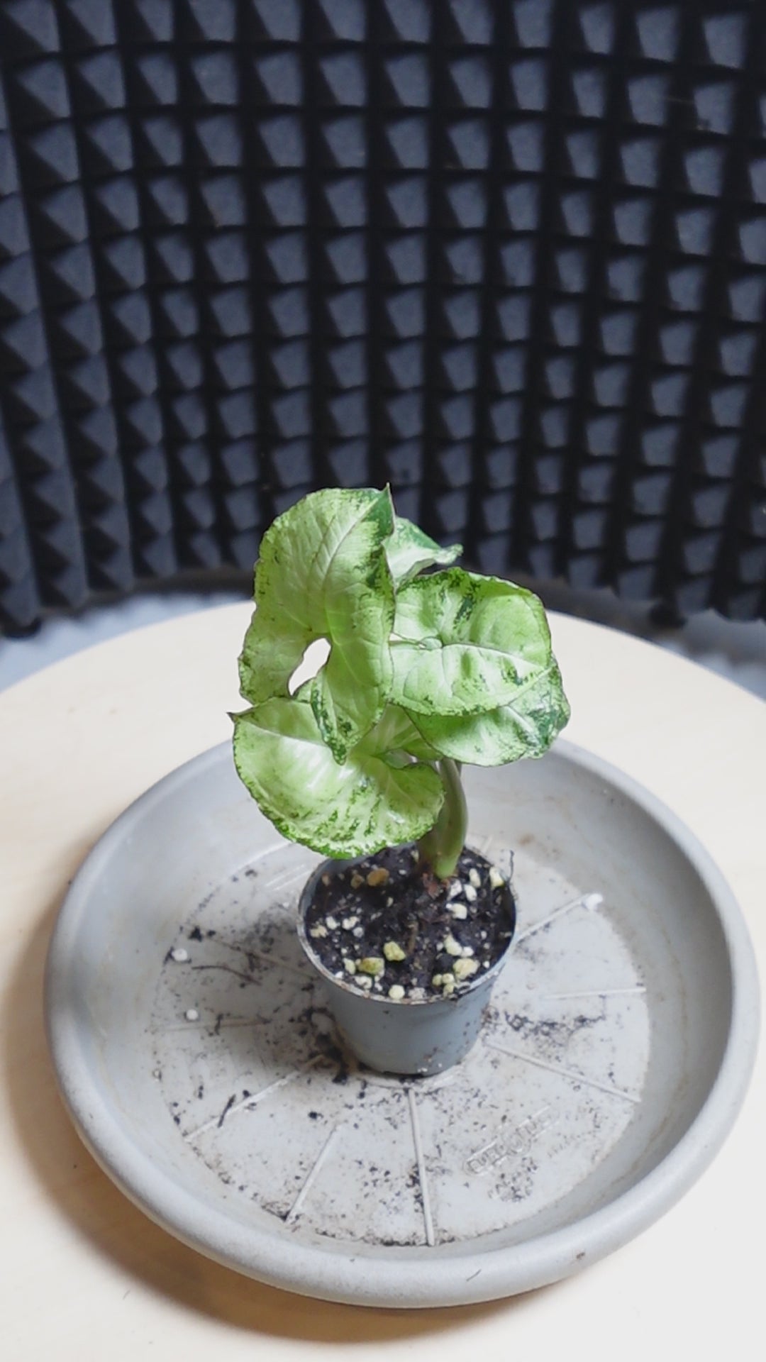 Syngonium pixie