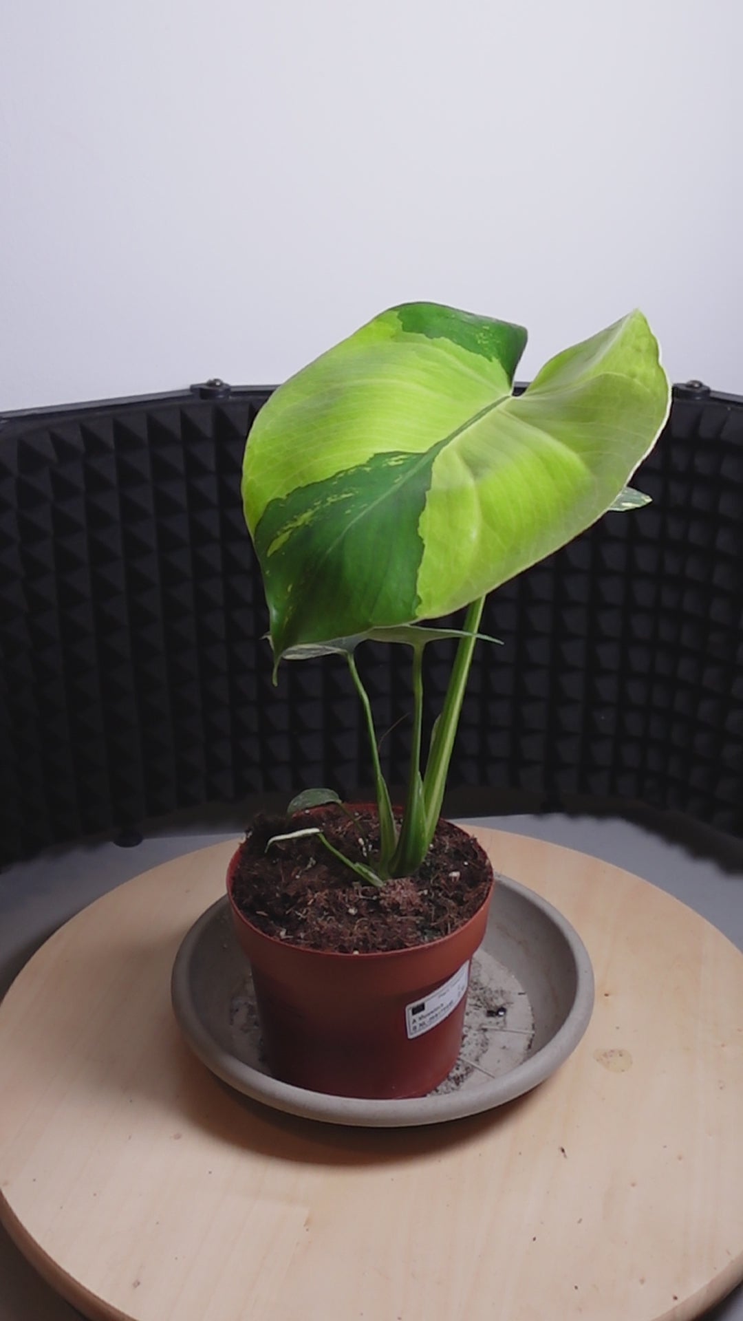 Monstera aurea