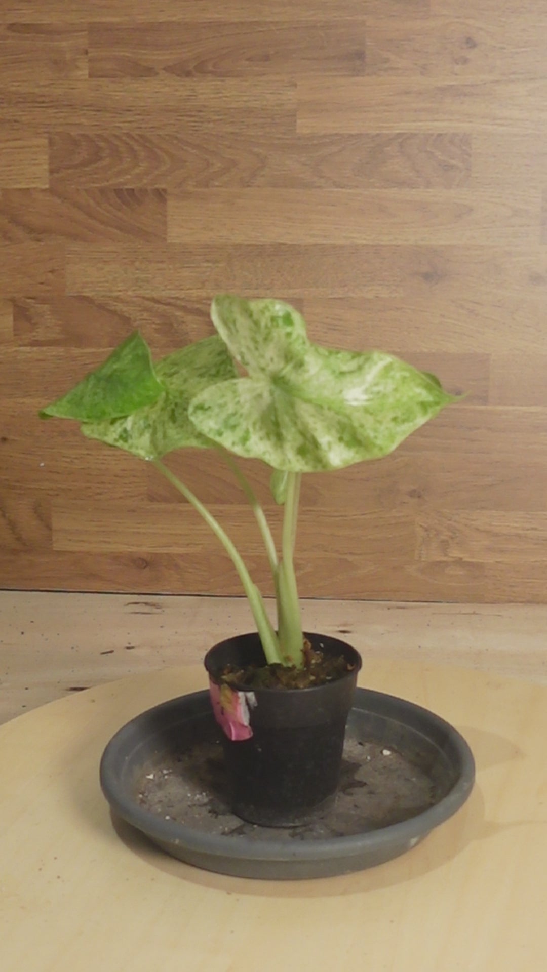 Alocasia macrorrhiza 'Camouflage'