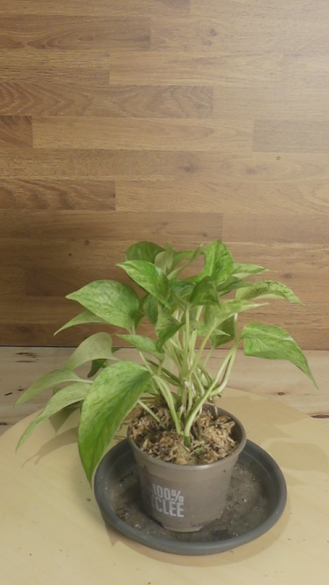 Epipremnum pinnatum 'Marble Queen'