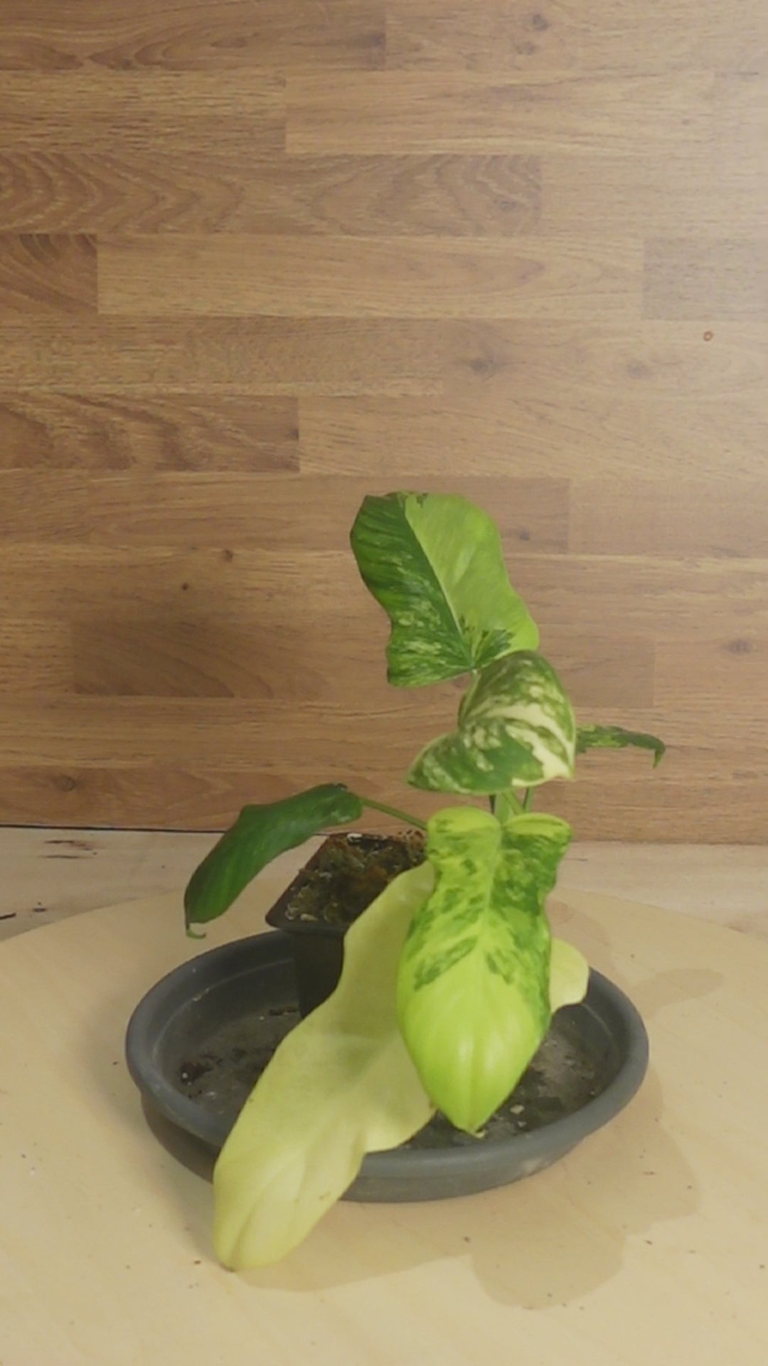 Philodendron mayoï X florida beauty