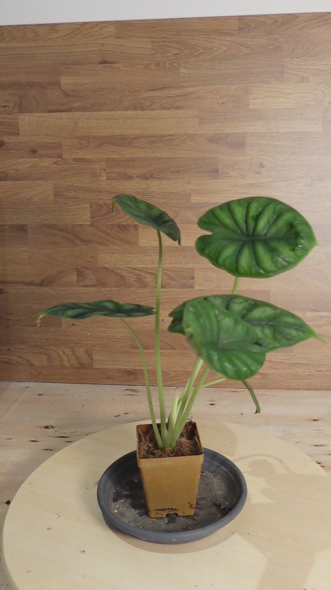 Alocasia drangon scale