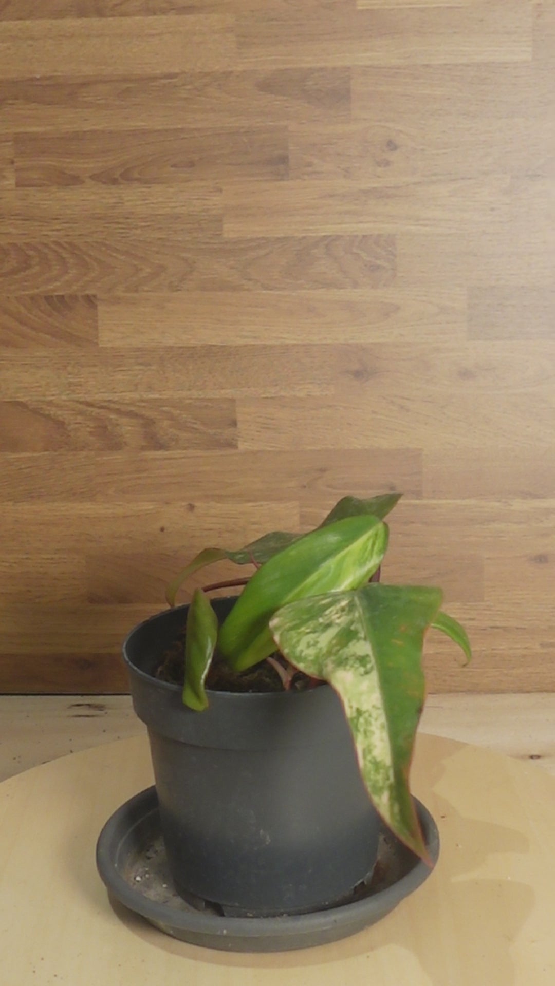 philodendron strawberry shake