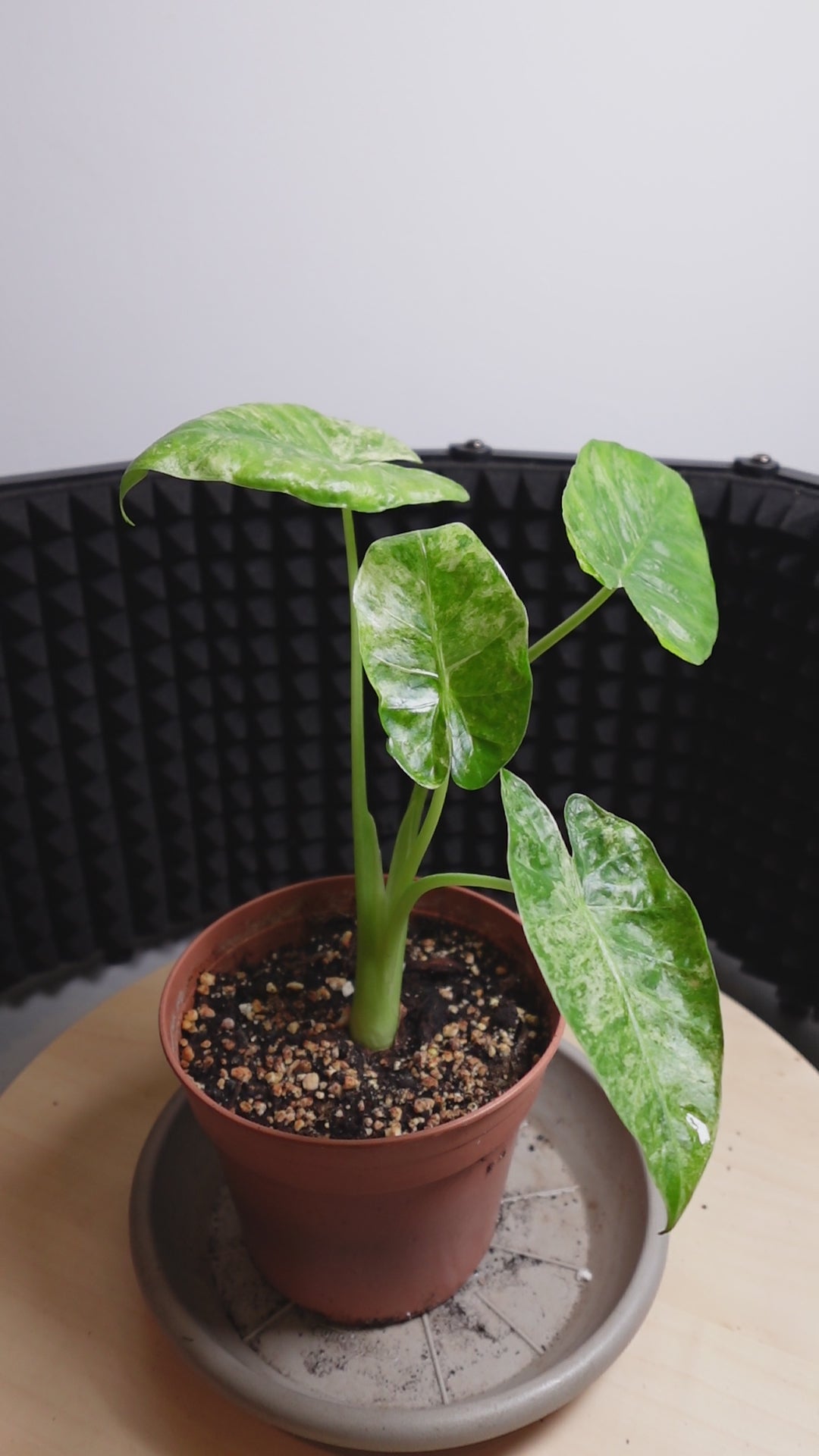 Alocasia macrorrhiza 'Camouflage'