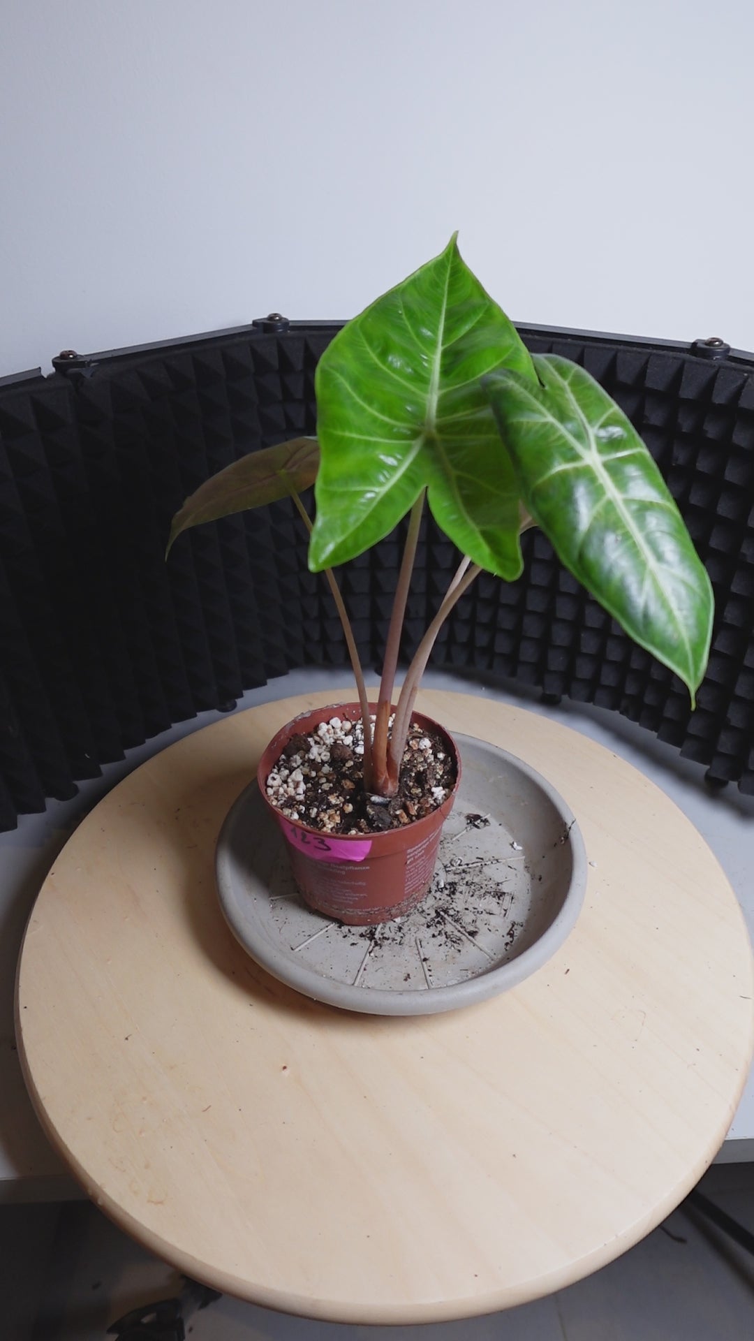 Alocasia pink dragon