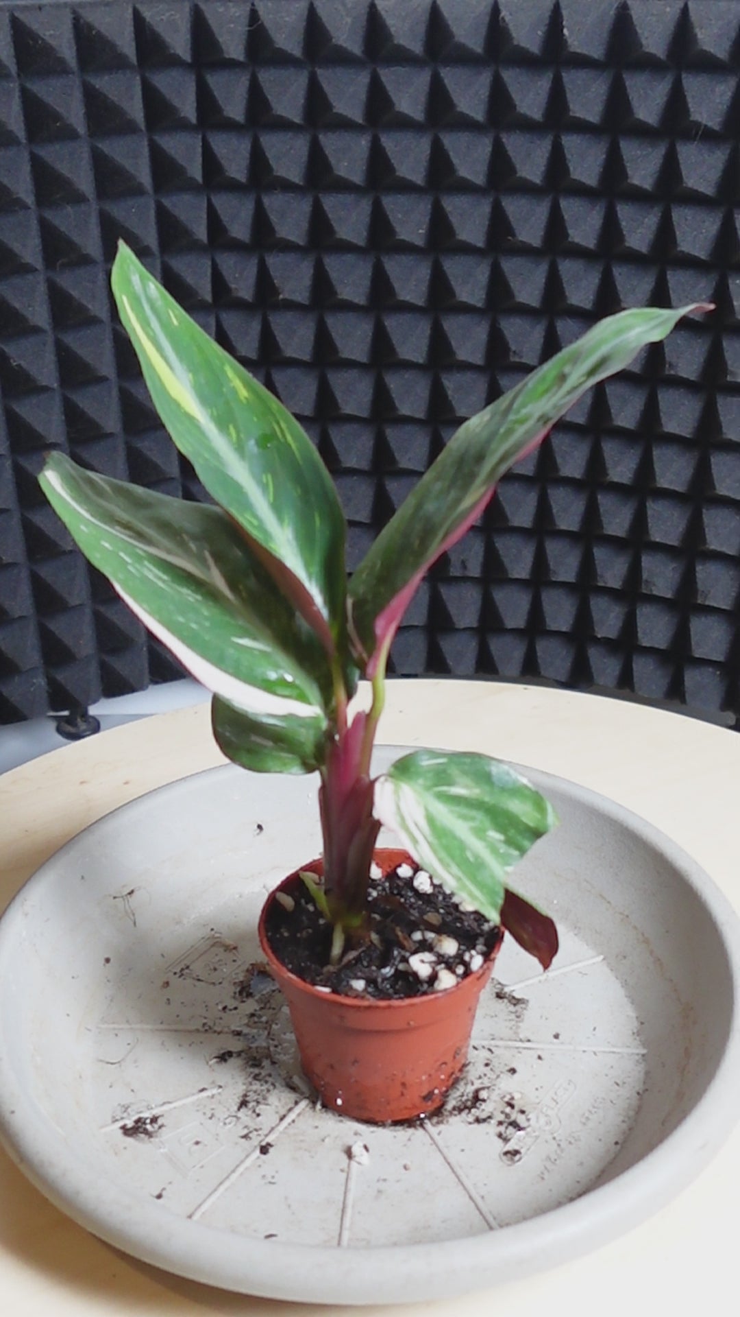 Calathea Stromanthe 'Magic Star'