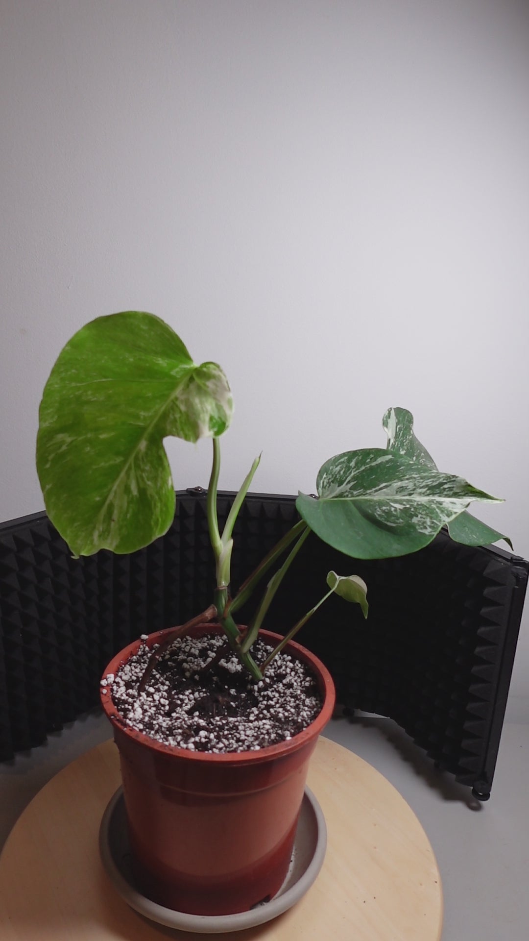 Monstera variegata