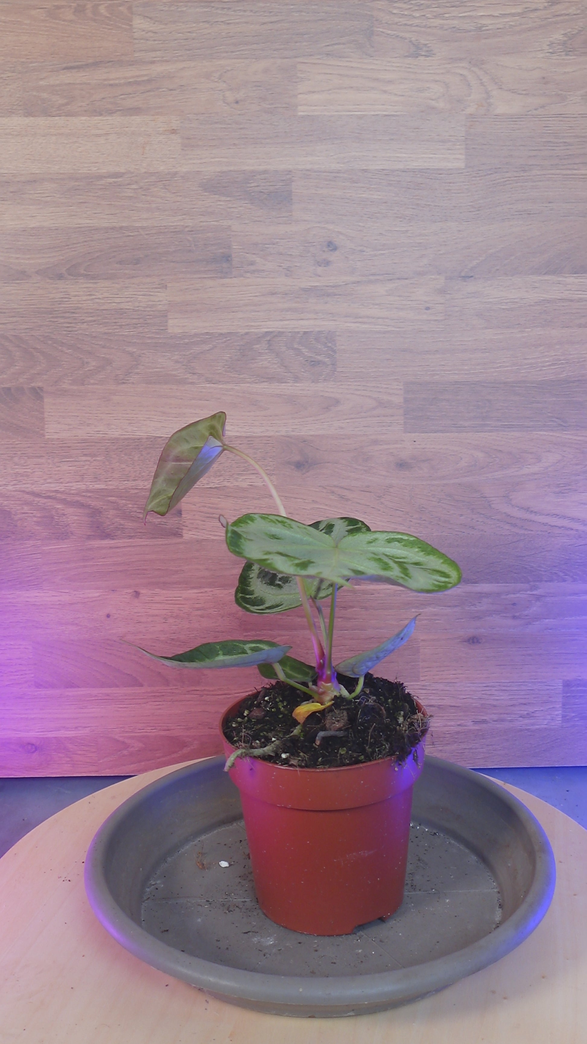 Anthurium super silver blush