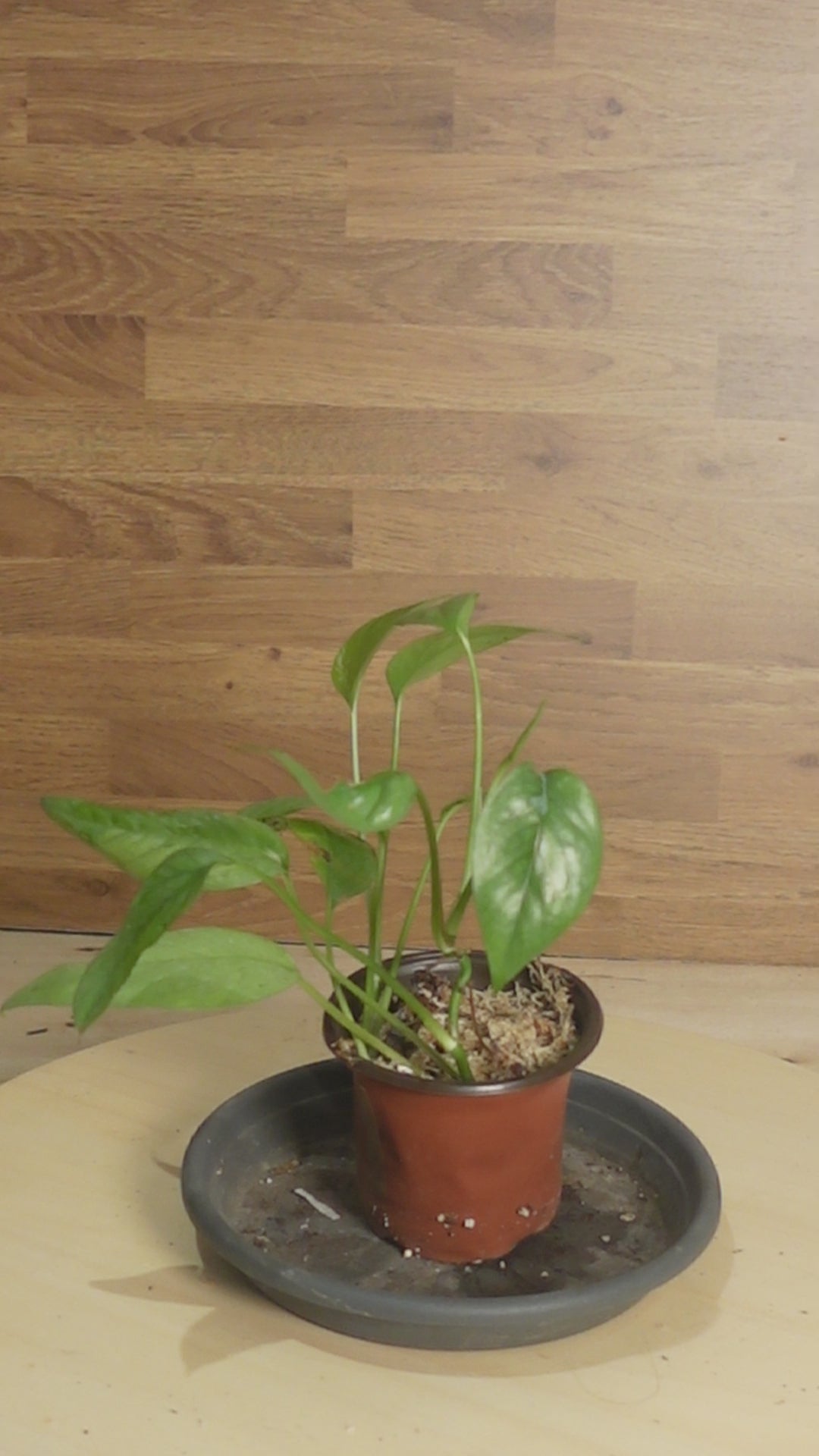 Epipremnum pinnatum