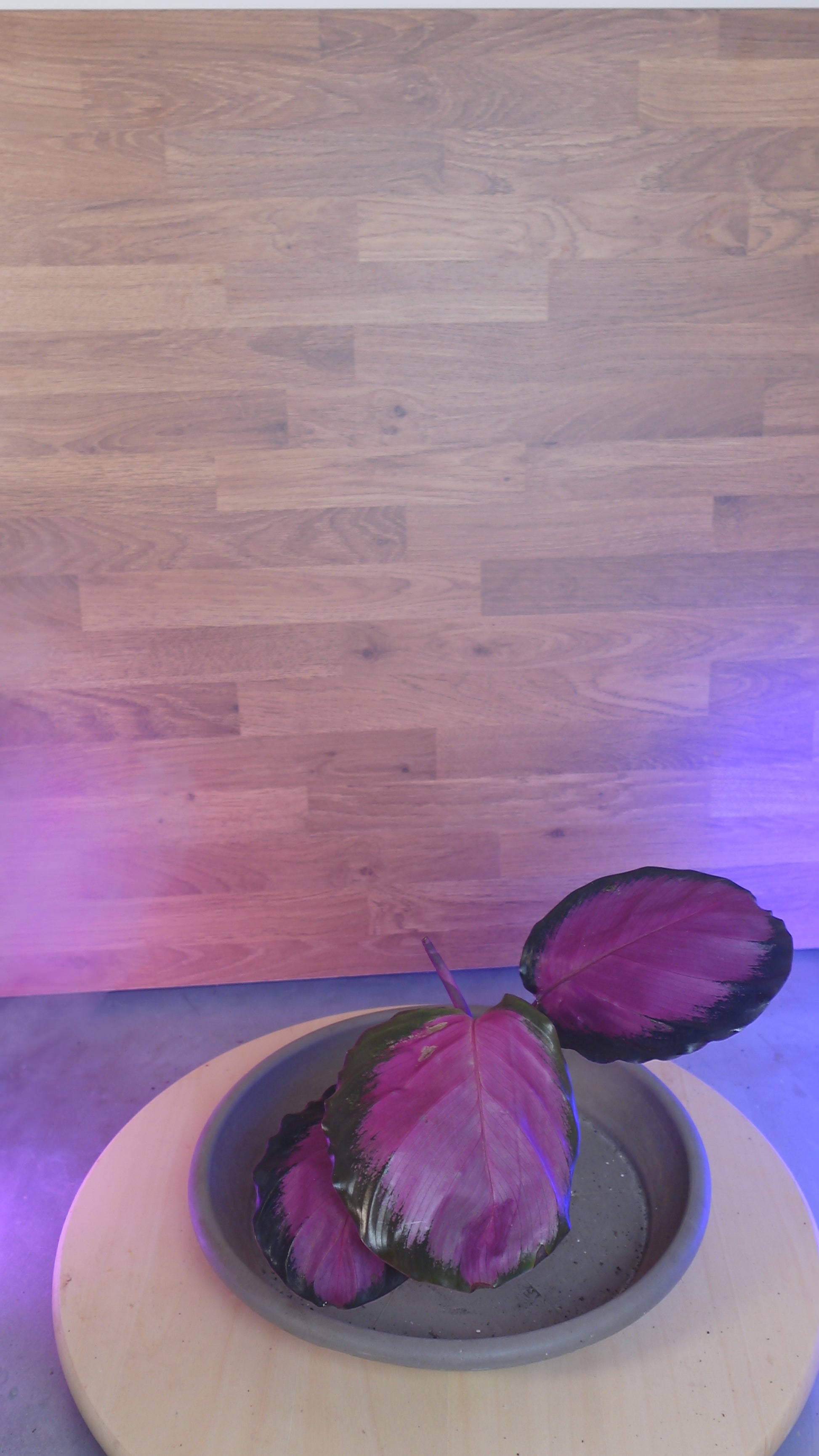 Calathea roseopicta 'Rosy'