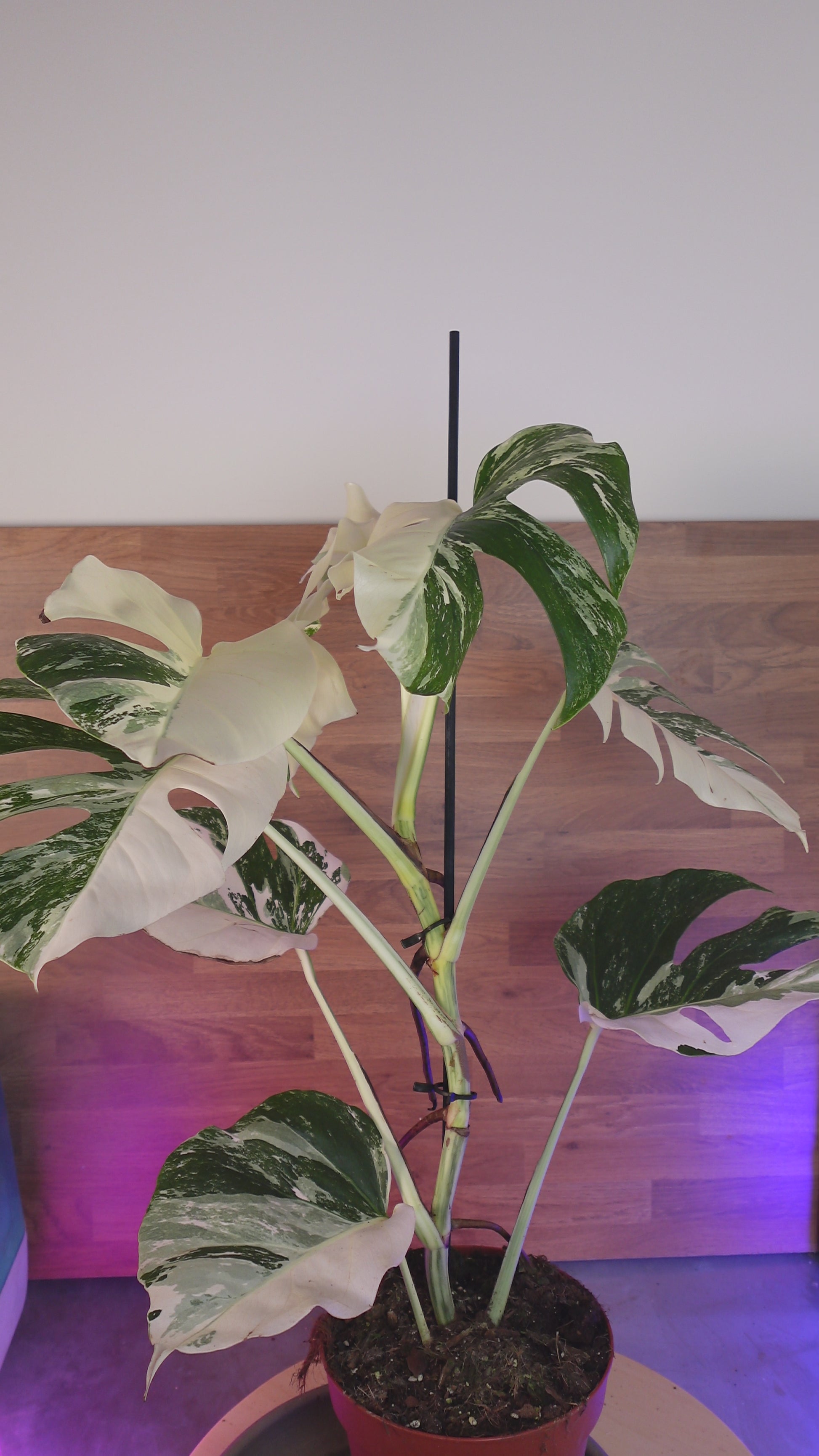 Monstera variegata