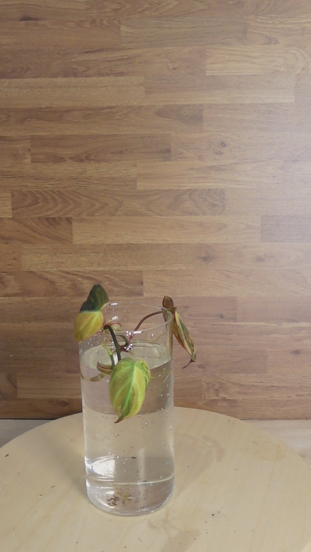 Philodendron micans 'Variegata'