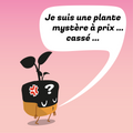 Plante mystère à prix cassé