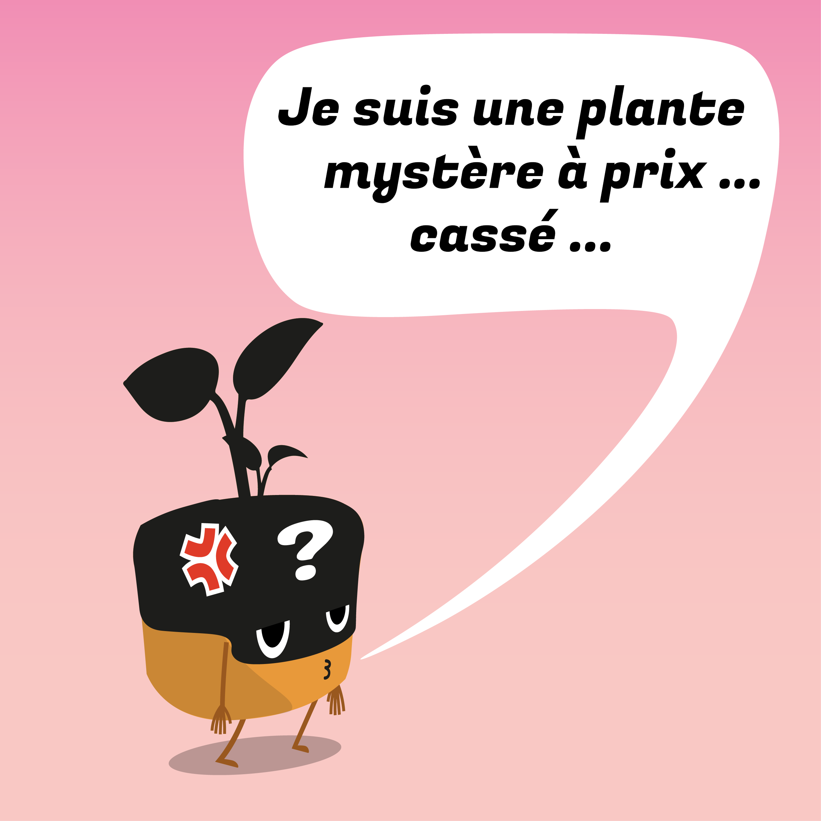 Plante mystère à prix cassé