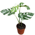 Monstera deliciosa 'Variegata' ( 50 cm )