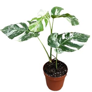 Monstera deliciosa 'Variegata' ( 50 cm )