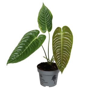 Anthurium veitchii  ( 20 cm )
