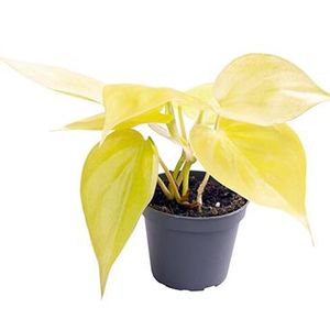 Philodendron scandens 'Neon' ( 15 cm )