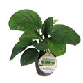 Monstera pinnatipartita ( 20 cm )
