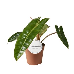 Philodendron billietiae ( 25 cm )