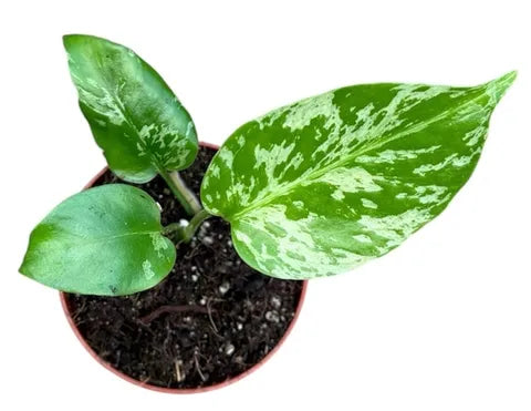 Monstera deliciosa 'Bulbasaur' ( 10 cm )