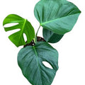 Monstera deliciosa 'Sierrana' ( 45cm )