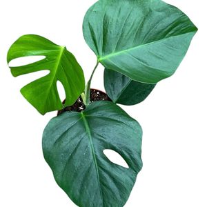 Monstera deliciosa 'Sierrana' ( 45cm )