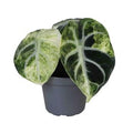 Alocasia 'Ninja Variegata' ( 10 cm )