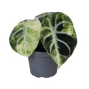 Alocasia 'Ninja Variegata' ( 10 cm )